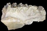 Oreodont (Merycoidodon) Jaw Section - South Dakota #128117-1